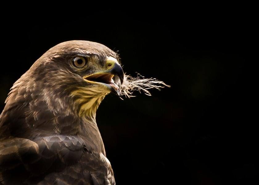 Buzzard 6 
 Keywords: Boda, Buzzard, David Plummer, Knepp Park, bird