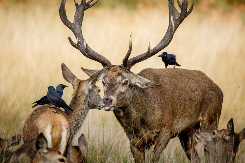 Maldwyn-230 
 Keywords: Autumn, red deer, richmond park, rut