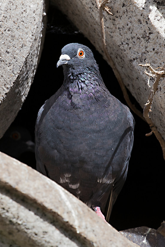 Feathered Rat 
 Keywords: Maldwyn, Pigeon