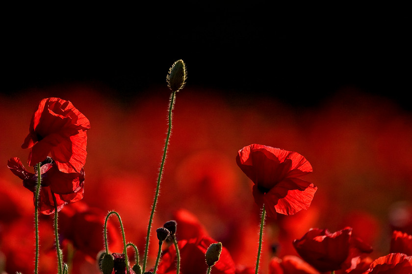 Poppies 
 Keywords: Poppies