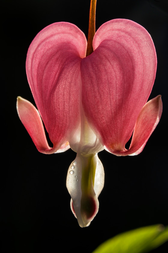 Bleeding-Heart-1001 
 Keywords: Pyecombe Singers, bleeding heart, flower