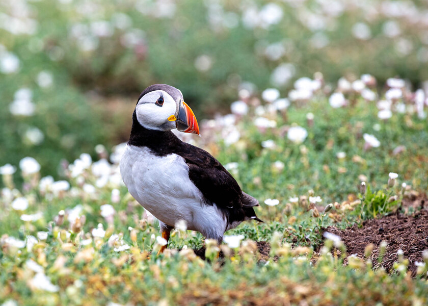 Puffins Skomer E5A0255-1010