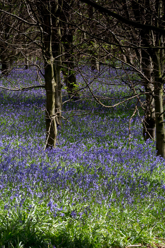 Bluebell wood 
 Keywords: Bluebells, Sussex