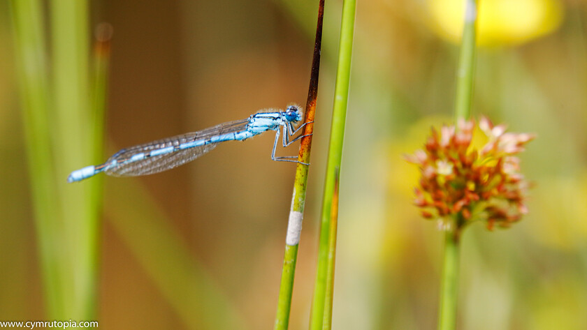 Common-Blue-Damselfly-9900