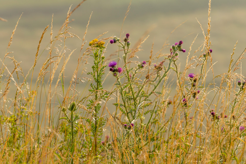 Dawn wildflowers