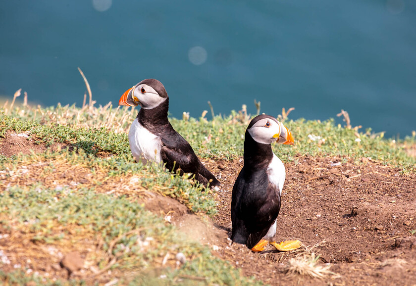 Puffins Skomer E5A0412-1015