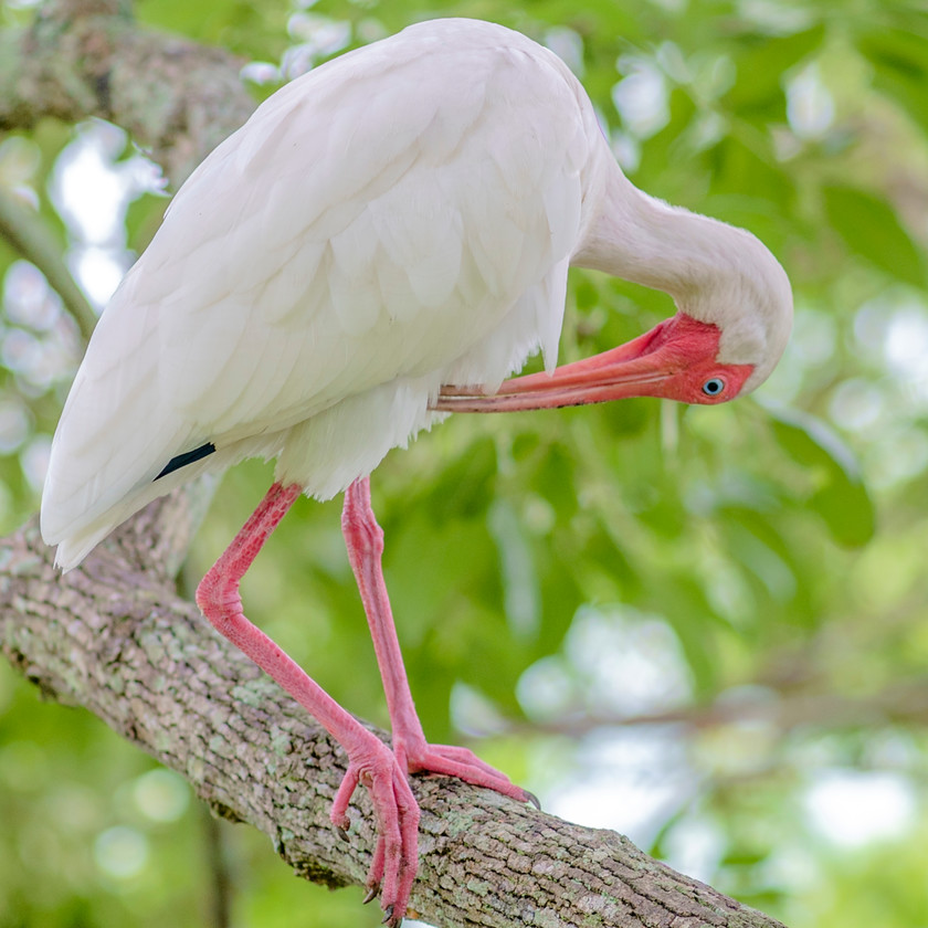 No idea what bird 
 Keywords: Florida, Maldwyn