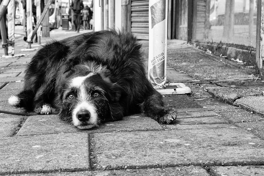 Maldwyn-(104-of-23) 
 Keywords: Maldwyn, Nik, dog, pavement, street, tied