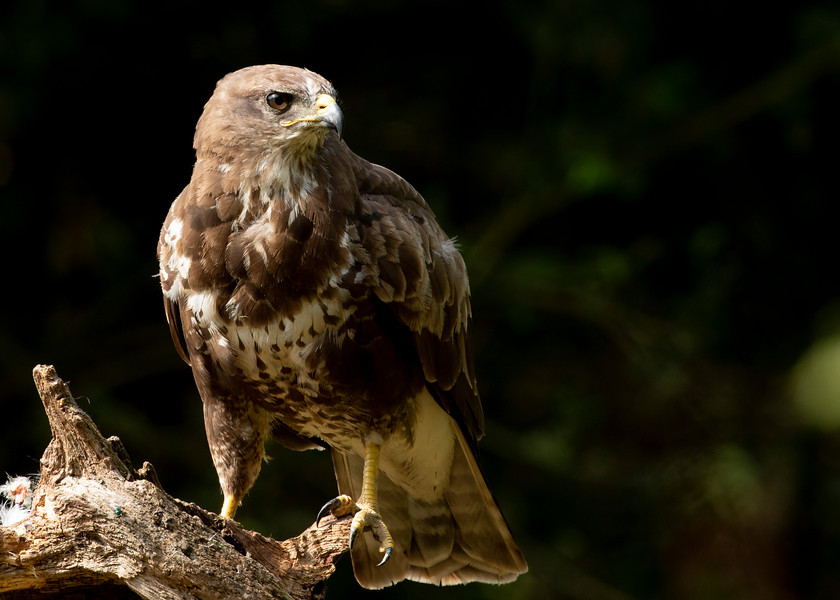 Buzzard 4 
 Keywords: Boda, Buzzard, David Plummer, Knepp Park, bird