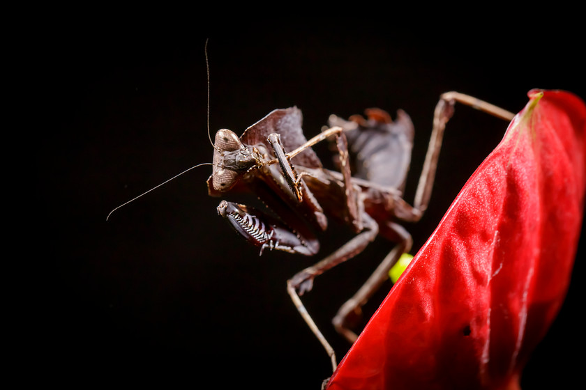 Park-Cameras-(101-of-5) 
 Keywords: mantis