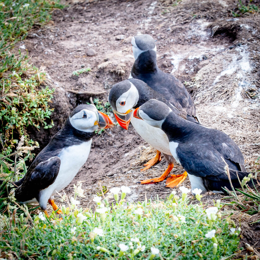 Puffins Skomer E5A0329-1012