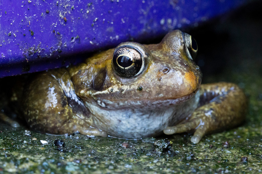 Frog-Broga-Llyffant-(101-of-1) 
 Keywords: broga, frog, llyffant