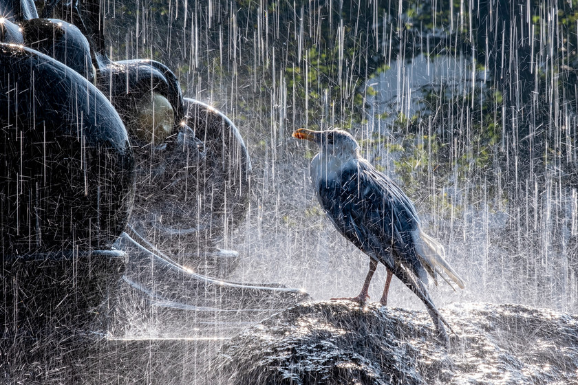 Seagull-in-the-fountain-(1001-of-1)