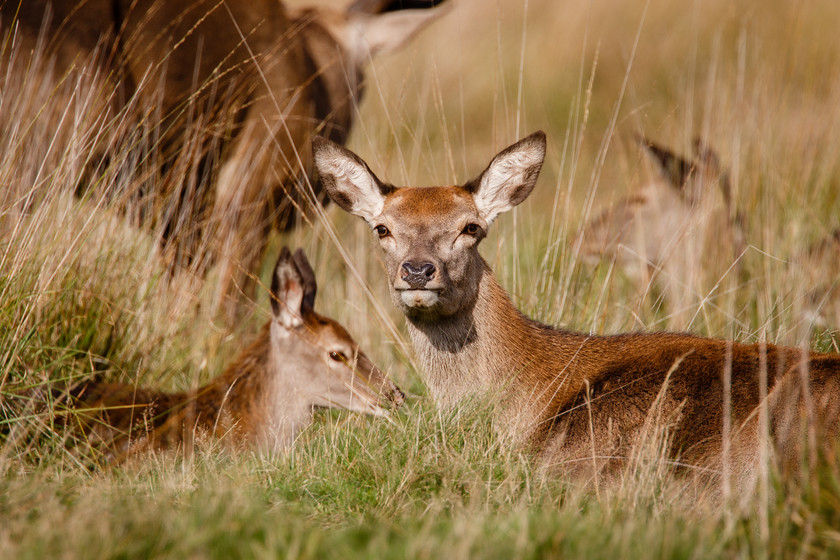 Maldwyn-239 
 Keywords: Autumn, red deer, richmond park, rut