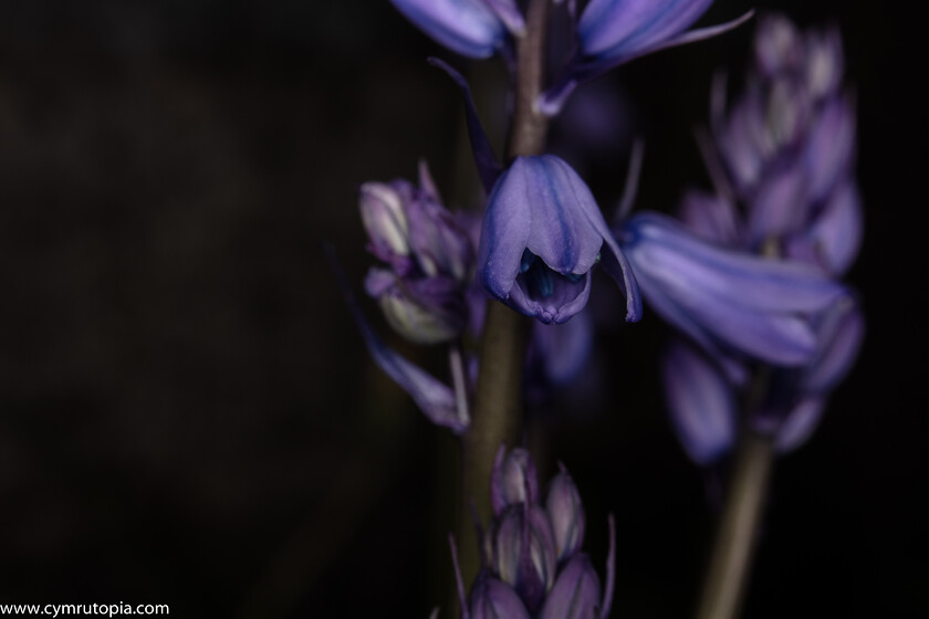 Bluebell-9338 
 Keywords: bluebell, closeup, flash, flower