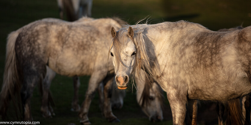 White-Horse,-Ceffyl-Gwyn-9006 
 Keywords: Castell Carreg Cennen, horse, pony, white