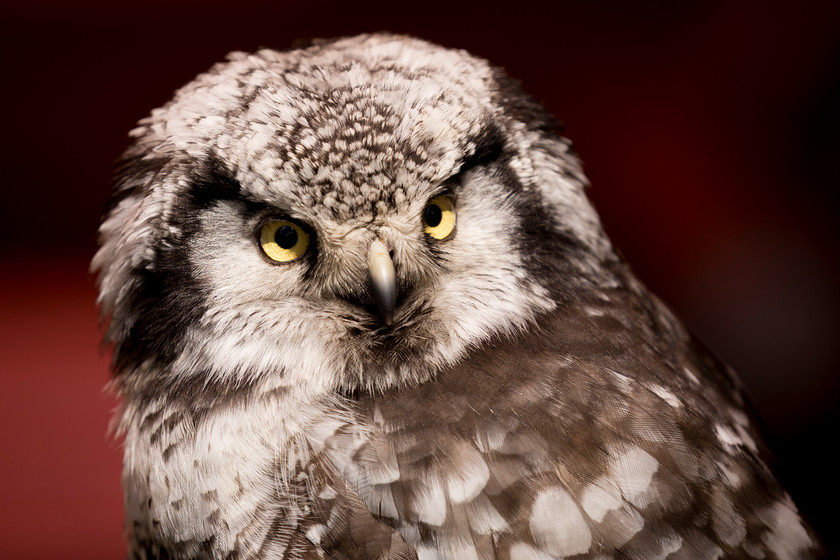 Tawny owl