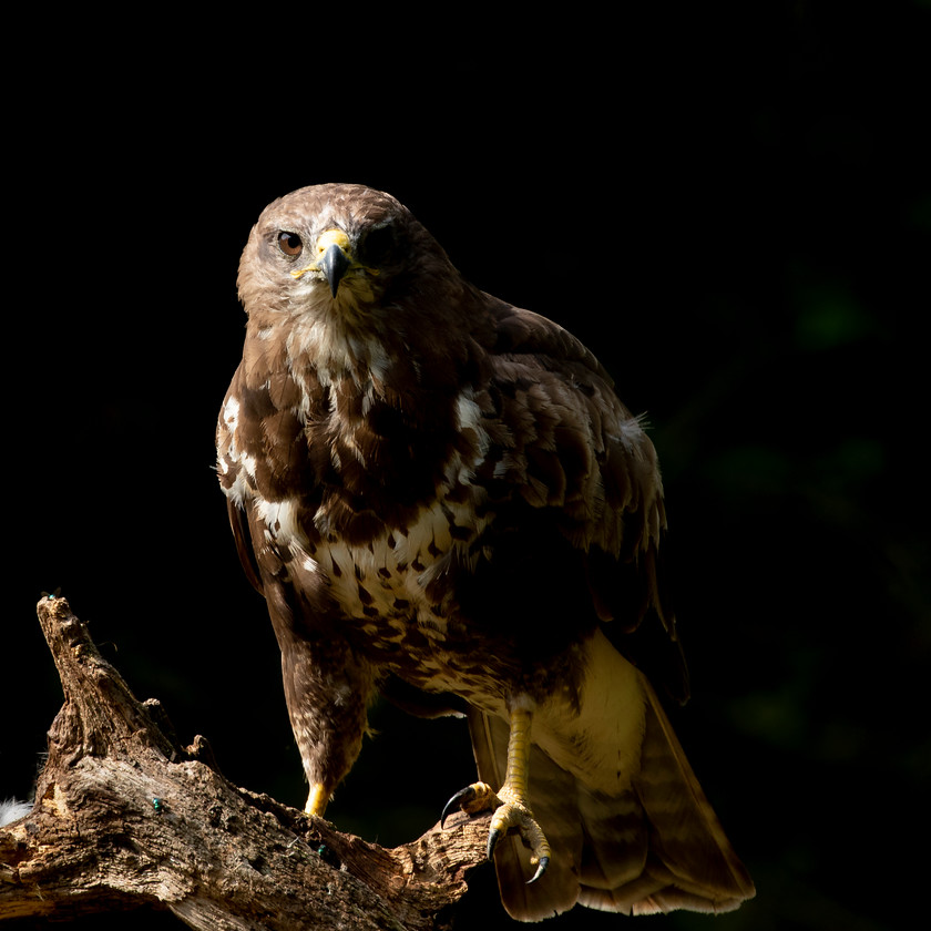 Buzzard 3 
 Keywords: Boda, Buzzard, David Plummer, Knepp Park, bird