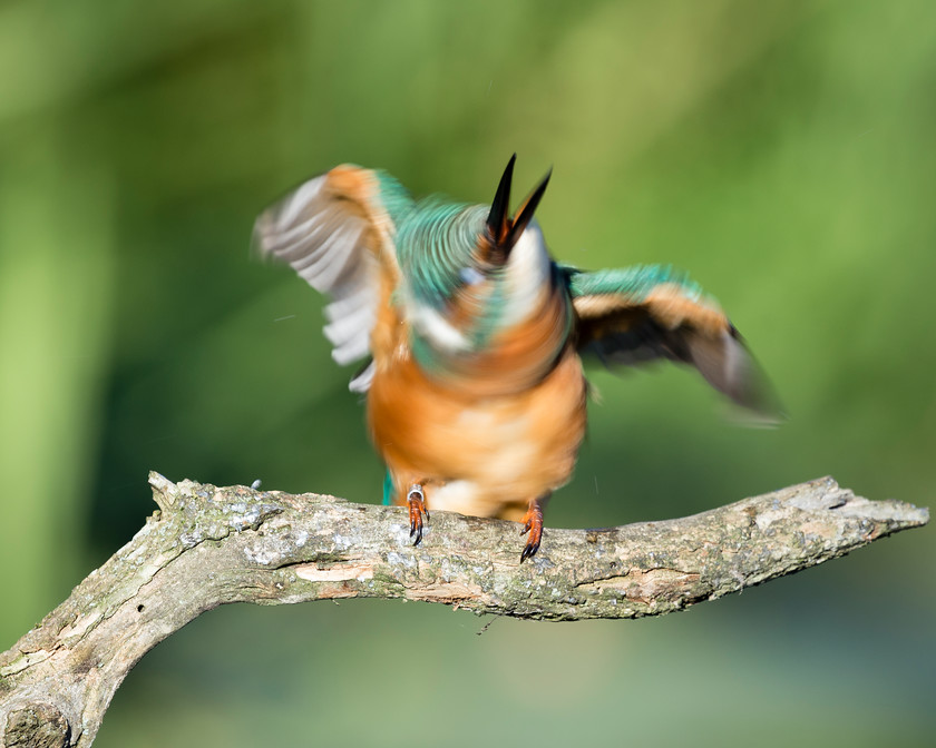 Kingfisher 7 
 Keywords: Kingfisher, Knepp Park, Sussex, bird, wildlife