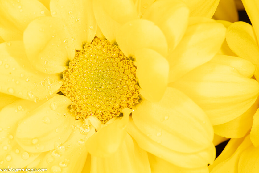 Wonders-of-nature-9379 
 Keywords: closeup, droplet, flash, flower, water, yellow