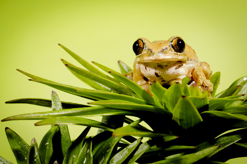 Park-Cameras-(102-of-5) 
 Keywords: frog