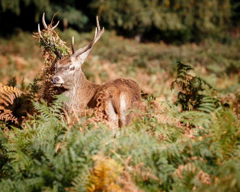 Maldwyn-220 
 Keywords: Autumn, red deer, richmond park, rut