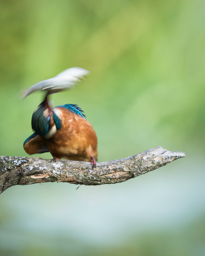 Kingfisher 4 
 Keywords: Kingfisher, Knepp Park, Sussex, bird, wildlife