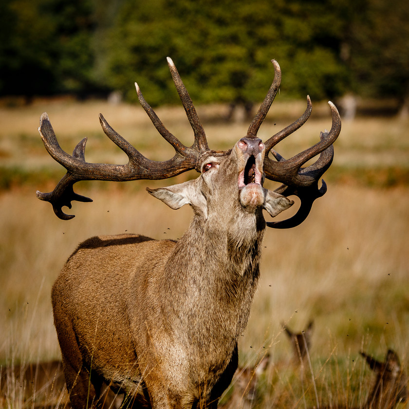 Maldwyn-231 
 Keywords: Autumn, red deer, richmond park, rut