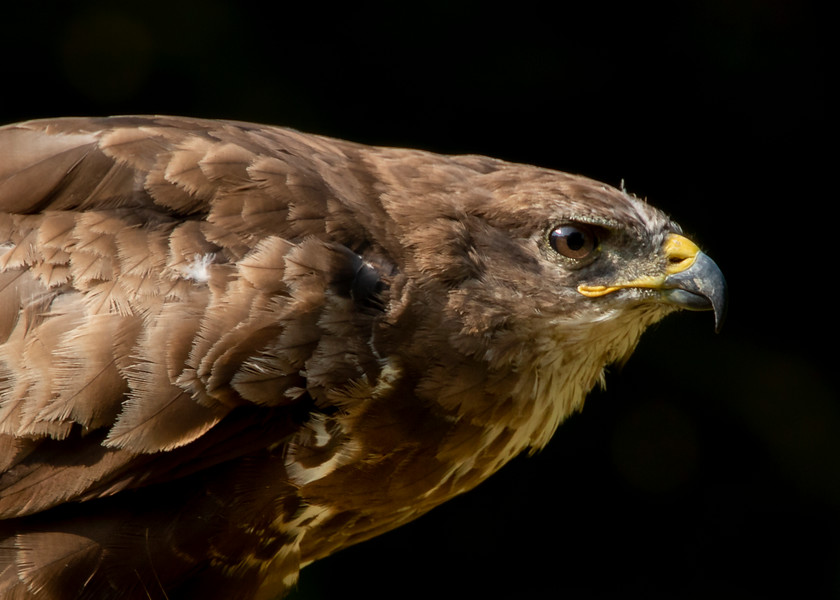 Buzzard 2 
 Keywords: Boda, Buzzard, David Plummer, Knepp Park, bird