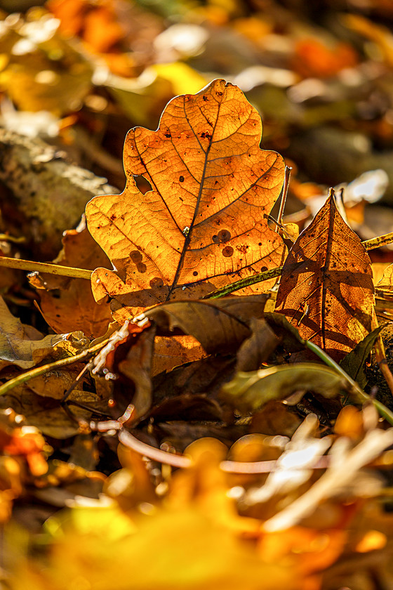 Autumn leaves 2 
 Keywords: Autumn, Sayers Common