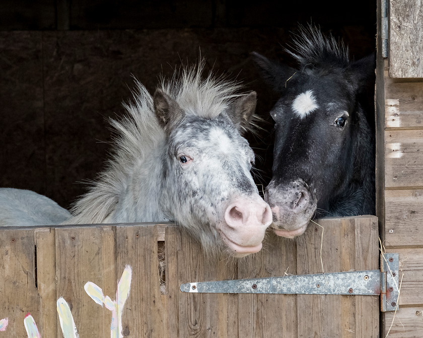 Maldwyn-(205-of-108) 
 Keywords: Cornwall, horses, stable