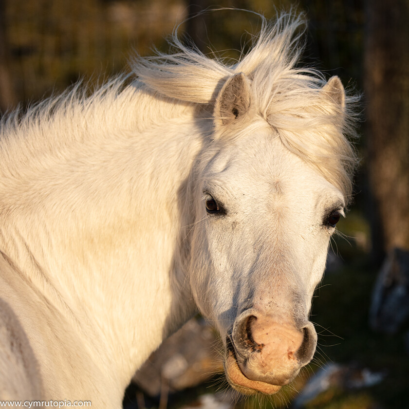 White-Horse,-Ceffyl-Gwyn-9014 
 Keywords: Castell Carreg Cennen, horse, pony, white