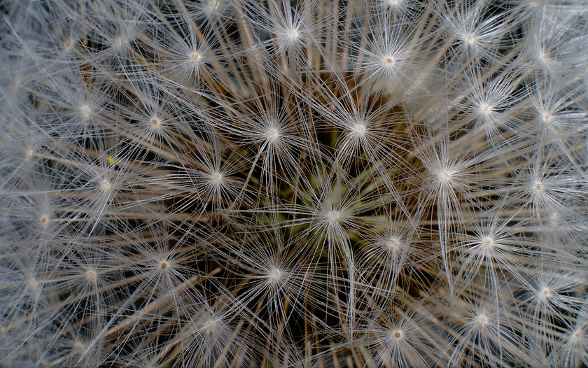 Dandelion 
 Keywords: Dandelion, Maldwyn