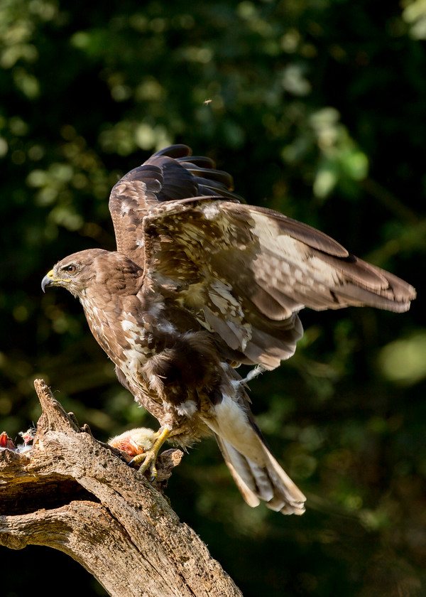 Buzzard 1 
 Keywords: Boda, Buzzard, David Plummer, Knepp Park, bird