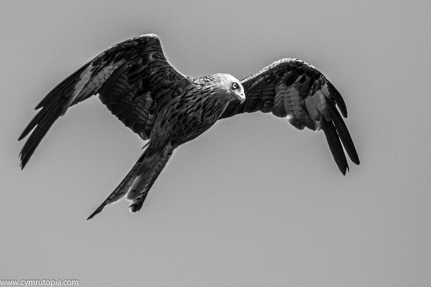 Red-Kite-5011 
 Keywords: Barcud, Kite, red