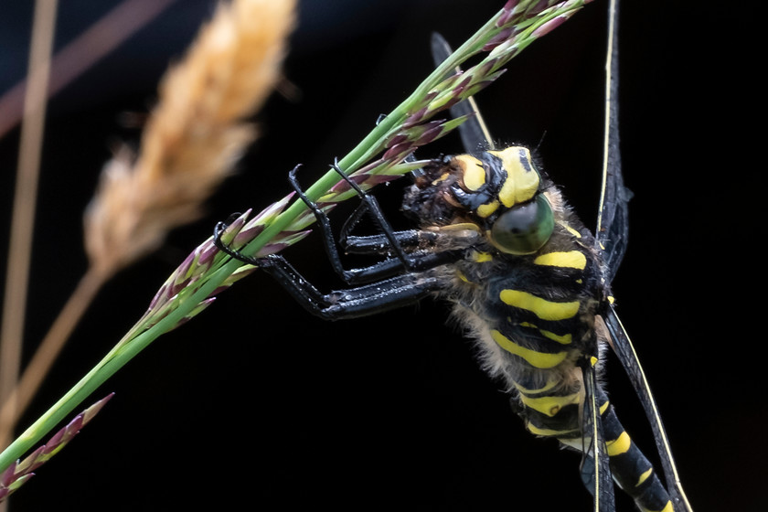 Golden-ringed-Dragonfly-7005