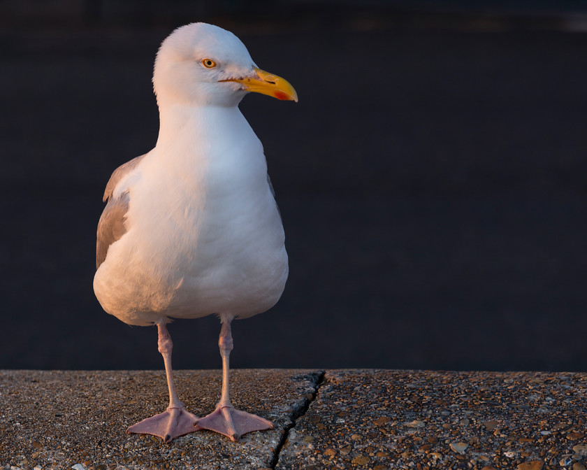 Seagull at sundown 
 Keywords: Herring gull, seagull