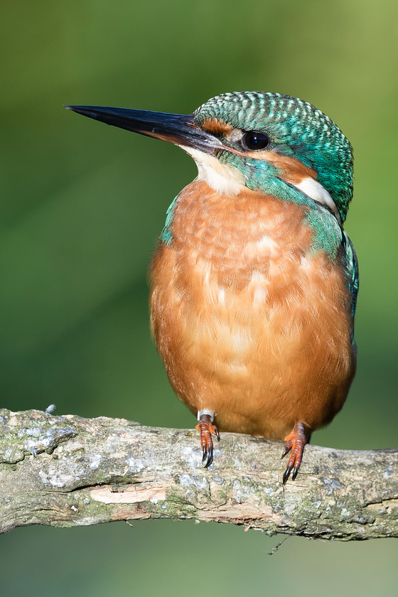 Kingfisher 8 
 Keywords: Kingfisher, Knepp Park, Sussex, bird, wildlife