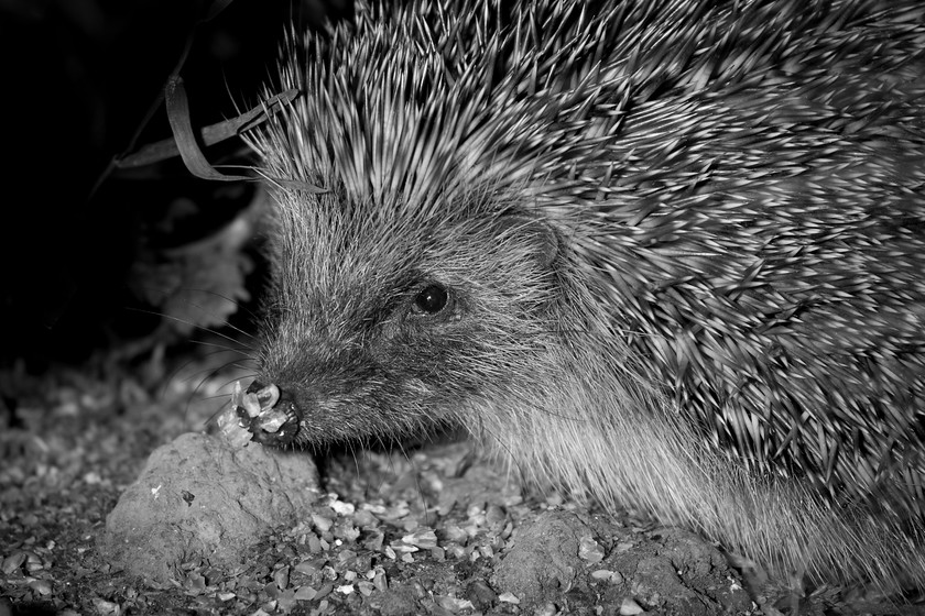 Maldwyn-(201-of-108) 
 Keywords: Hedgehog