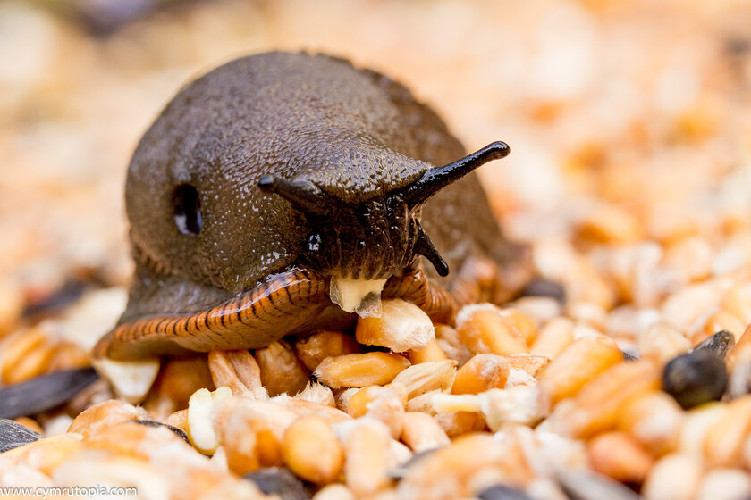 Snail- 
 Keywords: Snail, closeup