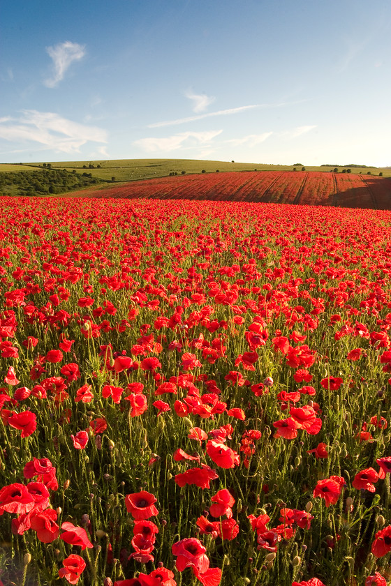 Poppy field 
 Keywords: Poppies