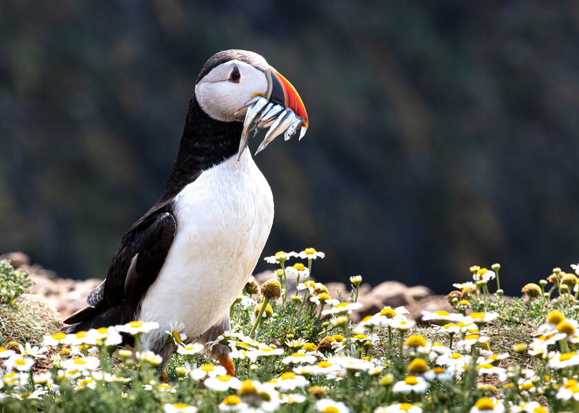 Puffins Skomer E5A0357-1013