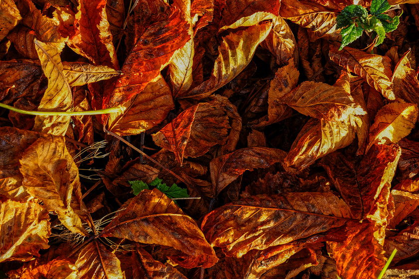 Autumn Leaves 1 
 Keywords: Autumn, golden, leaves