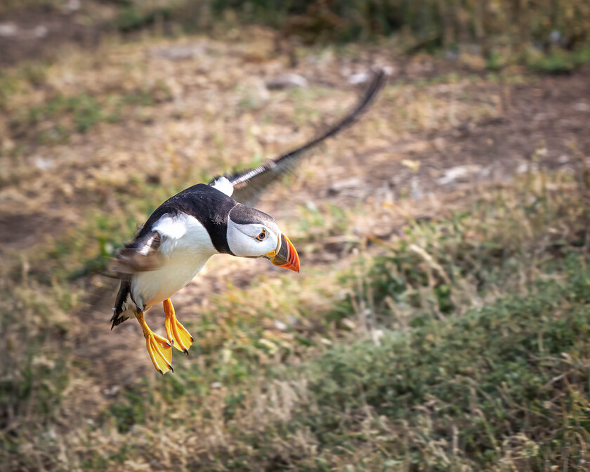 Puffins Skomer E5A0441-Edit-Edit-1016