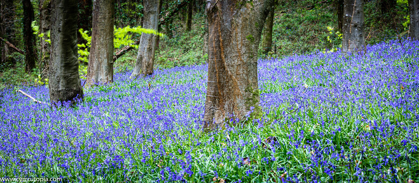 Bluebells-9298 
 Keywords: bluebells