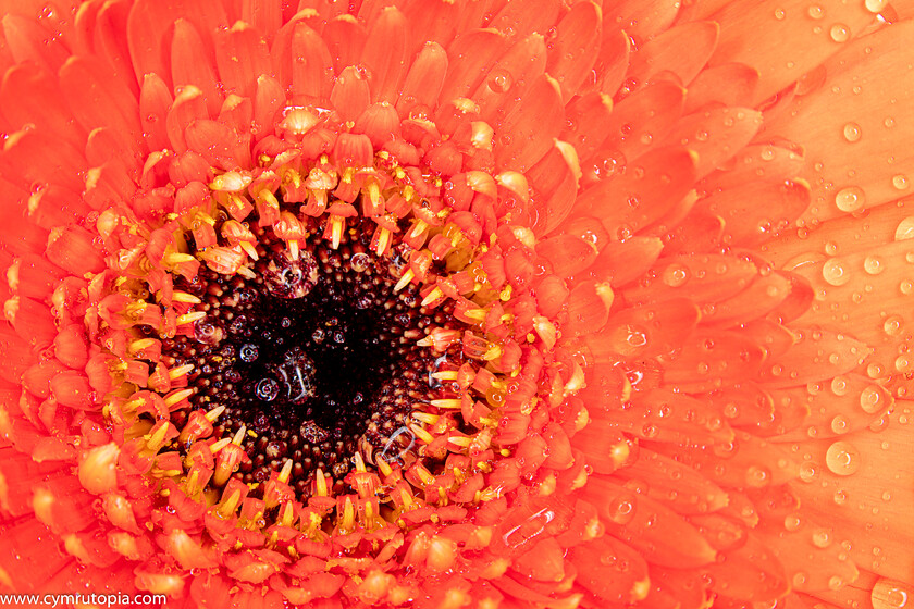 Gerbera-9377 
 Keywords: camelia, closeup, droplet, flash, flower, gerbera, orange, water