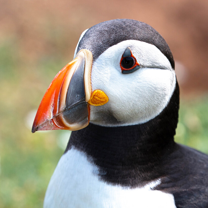 Puffins Skomer E5A0308-1011