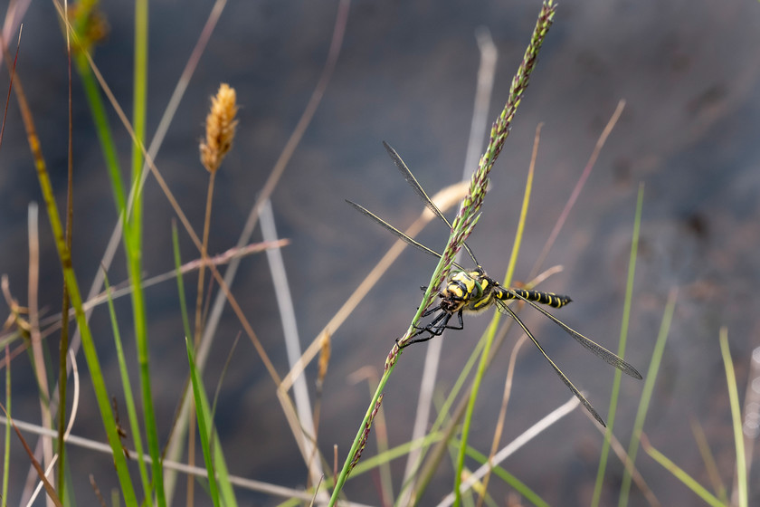 Golden-ringed-Dragonfly-6998