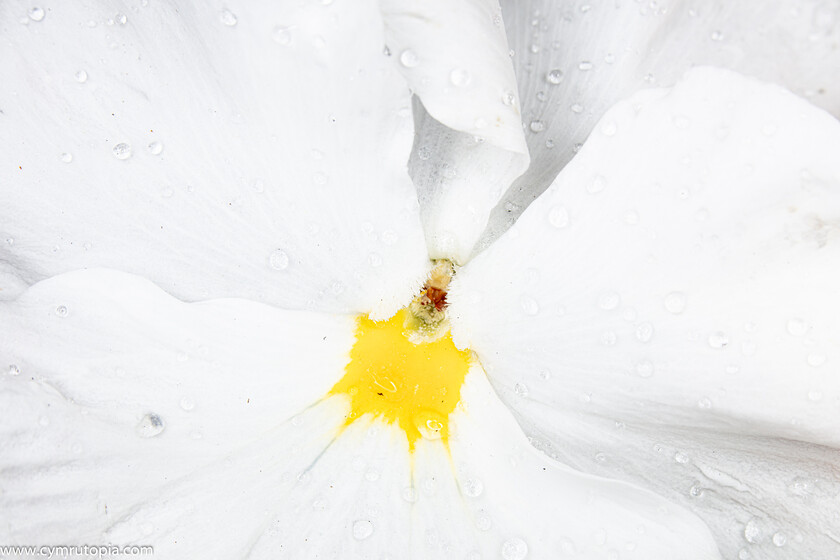 Pansy-9352 
 Keywords: Pansy, closeup, droplet, flash, flower, water, white