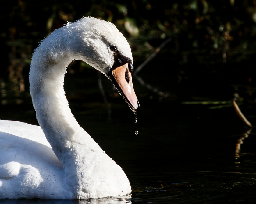 Swan with water 
 Keywords: Nature, Small Dole, swan